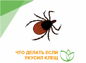 Что делать при укусе клеща