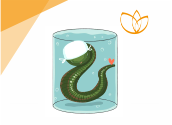 Секреты пиявок. Что лечат и как применять